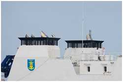 Patrouillenboot BP 82 Bamberg