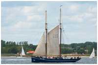 Heringslogger Gallant