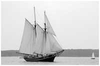Hanse Sail 2013