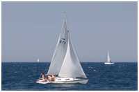 Shark 24