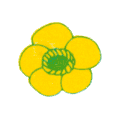 Buttercup