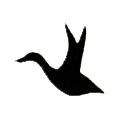 Cygnus