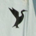 Cormoran / Cormorant / Kormoran