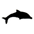 Pacific Dolphin