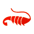 Shrimp
