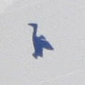 Cormoran